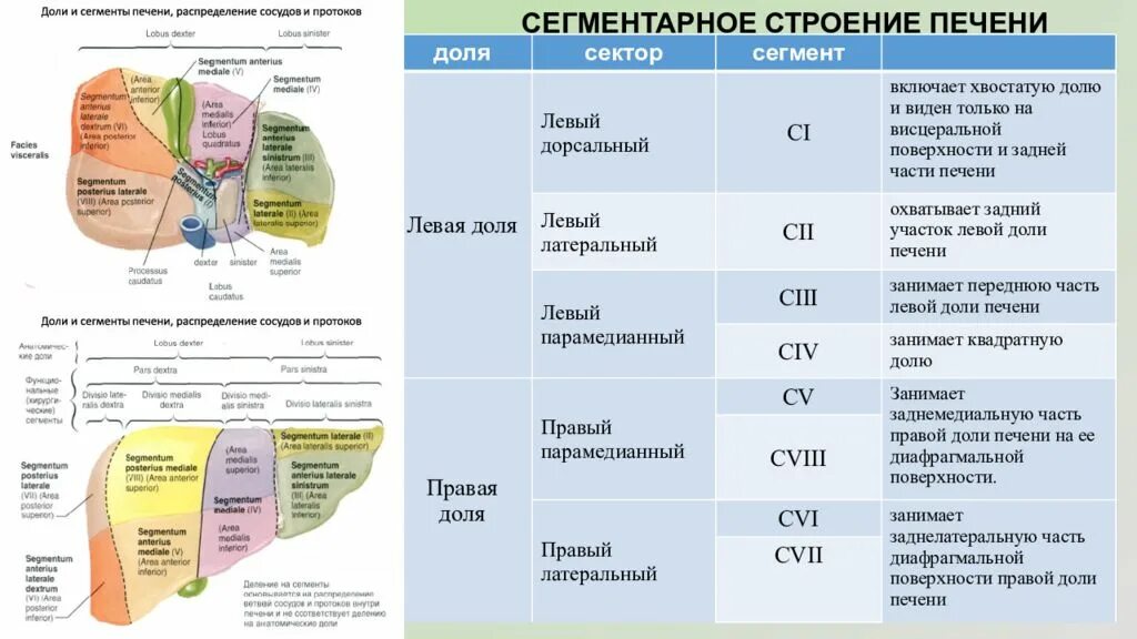 Положение долями