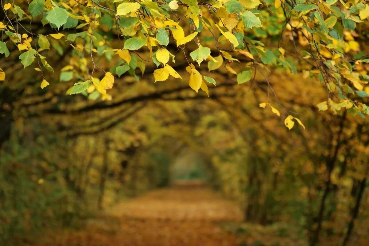 Осень листья. Желто зеленая осень. Желтый лист. Желто зеленая осень. Желто зеленая осень.