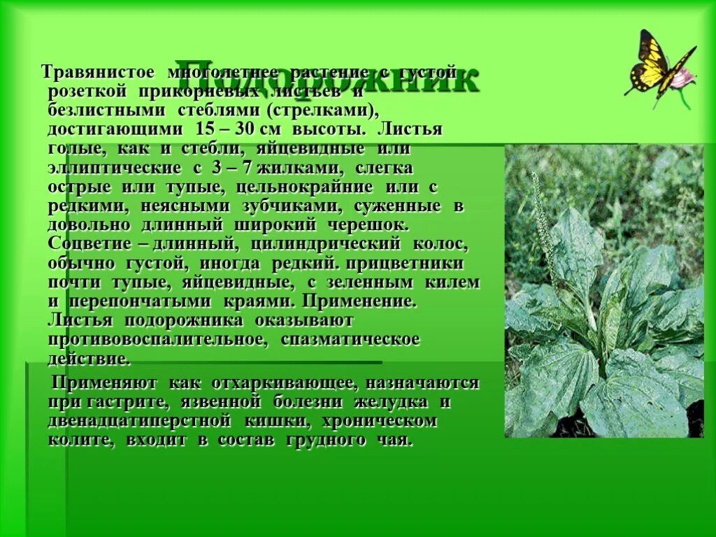 Текст описание подорожника в научном стиле. Подорожник описание. Подорожник многолетнее травянистое растение. Подорожник однолетнее или многолетнее. Подорожник описание растения.