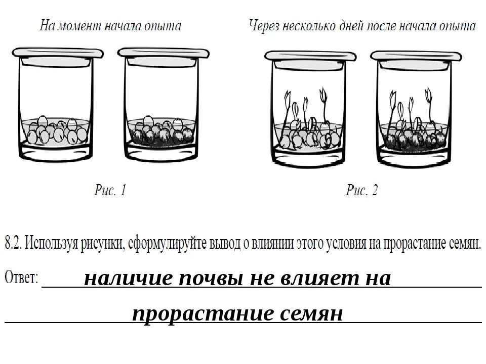 Влияние почвы на прорастание семян опыт. Эксперимент с прорастанием семян. Условия прорастания семян опыт. Влияние воздуха на прорастание семян.