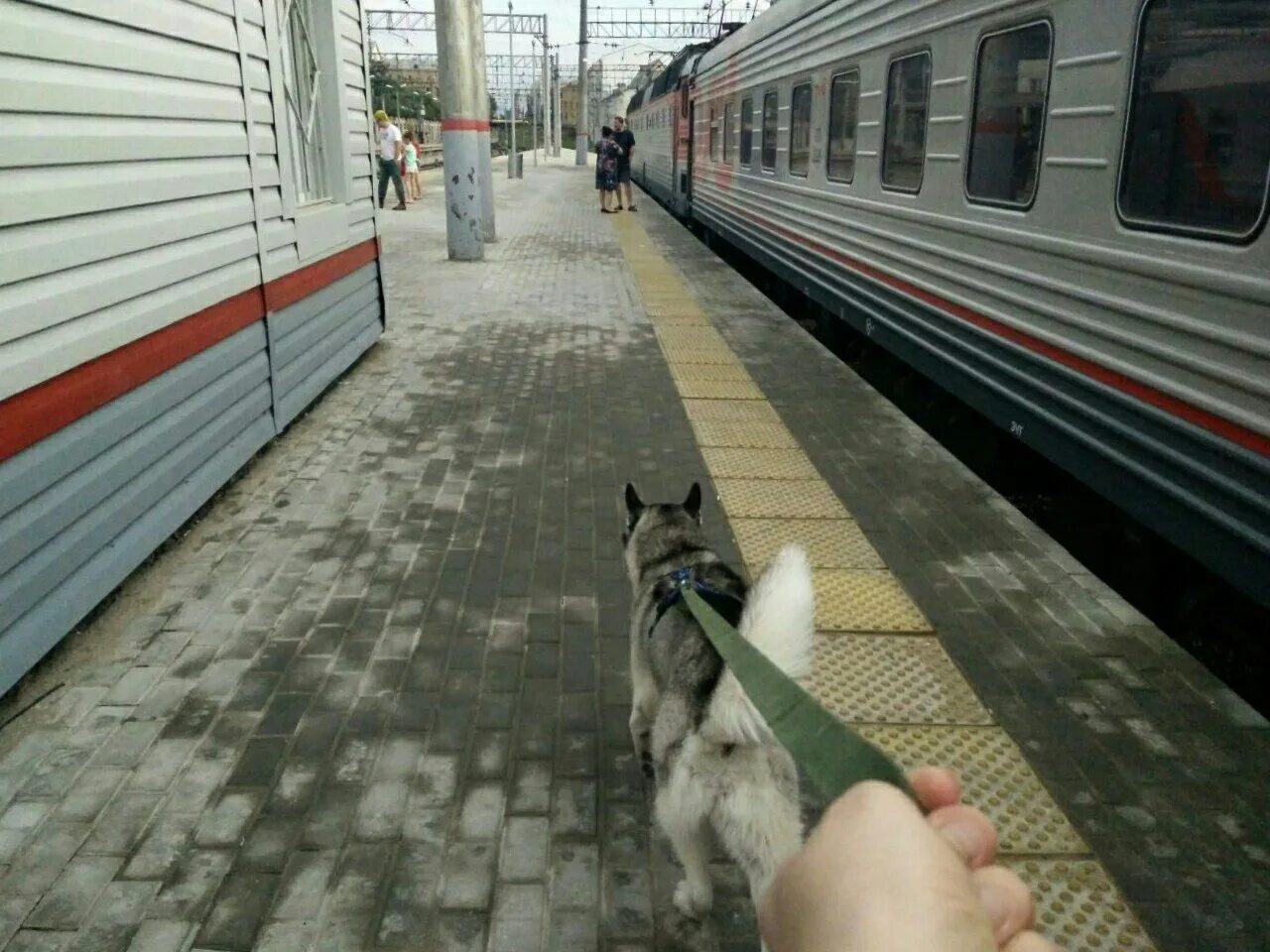 Проезд собаки в электричке