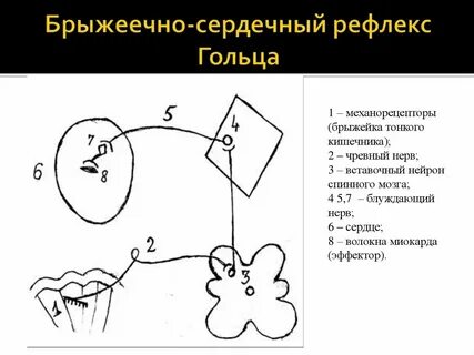 Парин рефлексы