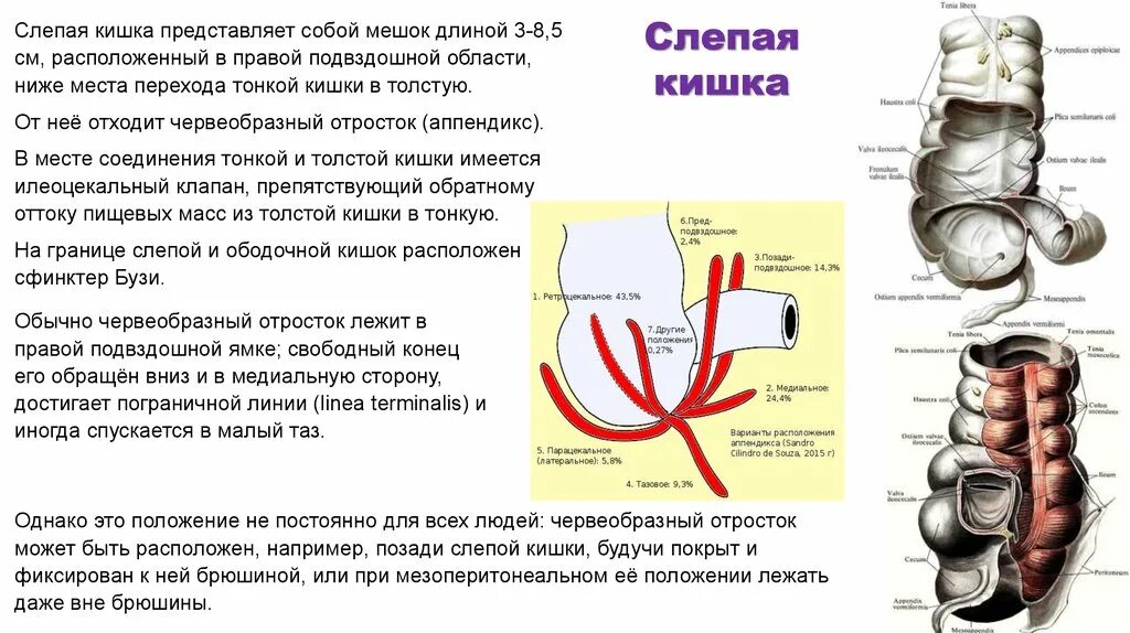 Слепая кишка в организме. Слепая кишка анатомия строение. Слепая кишка с аппендиксом. Слепая кишка илеоцекальный клапан. Клиническая анатомия слепой кишки.