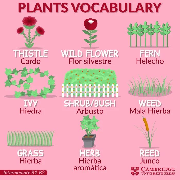 Planting vocabulary