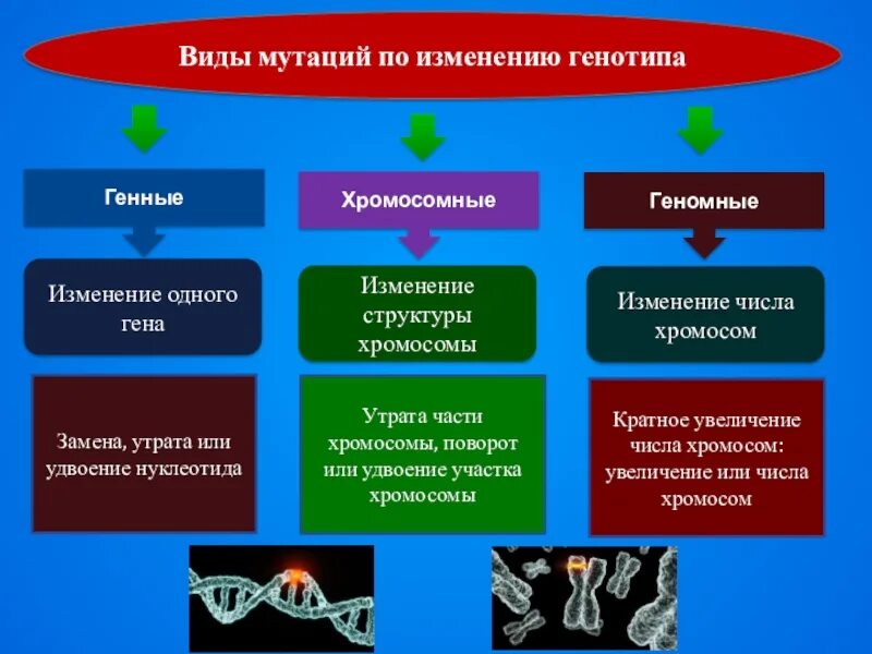 Мутации какие изменения происходят. Генные хромосомные и геномные мутации примеры. типы мутаций генные хромосомные геномные. генные геномные хромосомные мутации таблица. генные хромосомные геномные му ации.