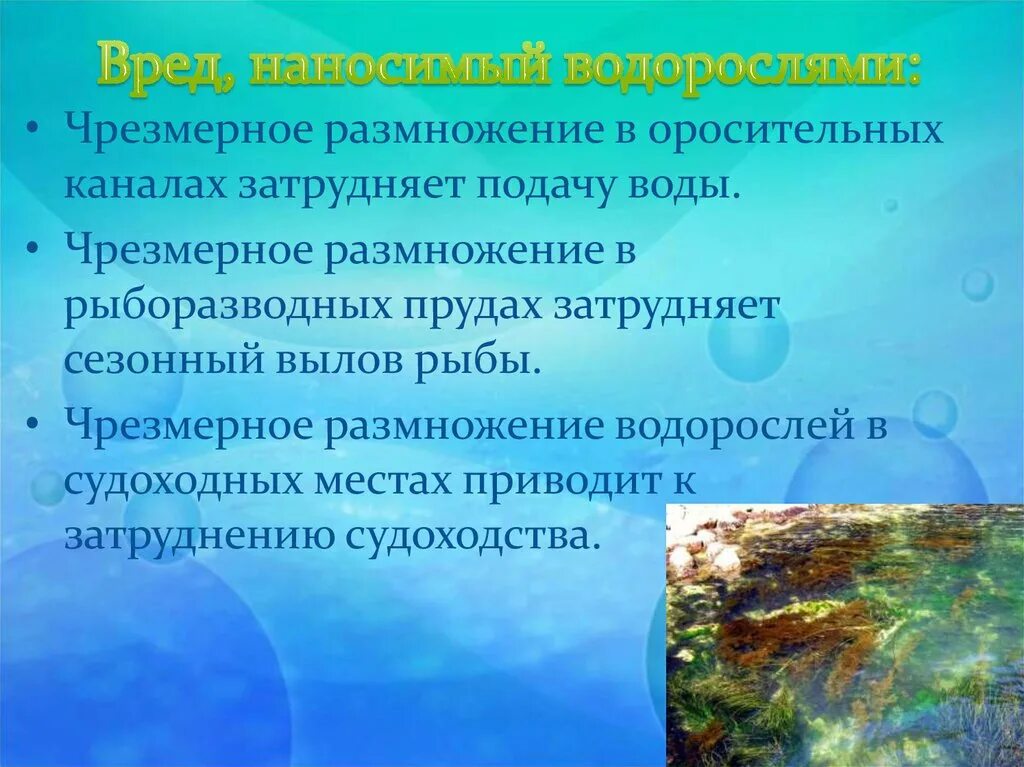 Вредные и полезные водоросли. Охрана водорослей. Вред водорослей. Чем причиняет вред водоросли ?.