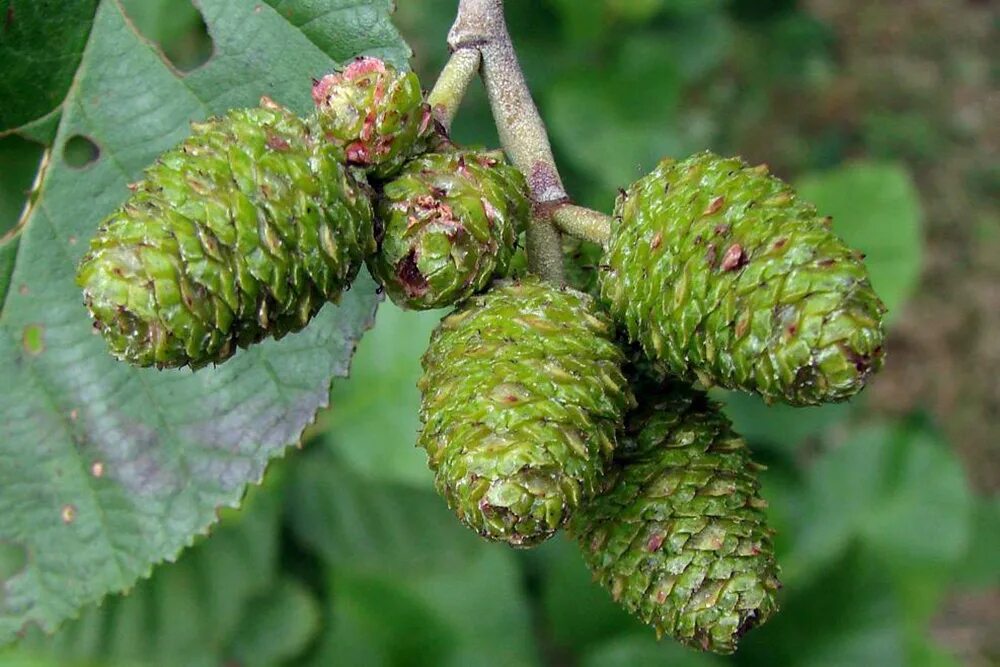 Как опыляется ольха. Ольха серая alnus incana. соплодия ольхи. ольха серая соплодия. ольха серая (álnus incána).
