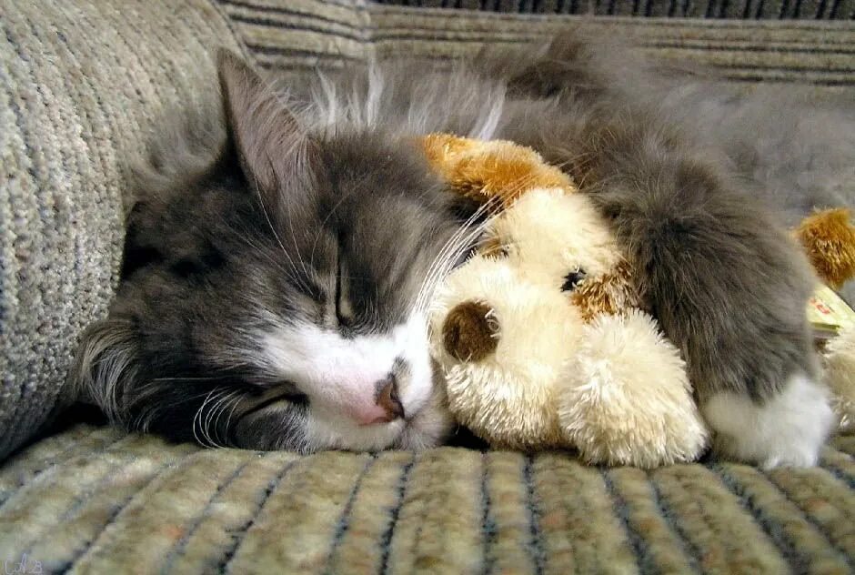 Картинки спокойной ночи с кошкой. Спящие котята. Спокойной ночи с кошками. Спящий котенок.