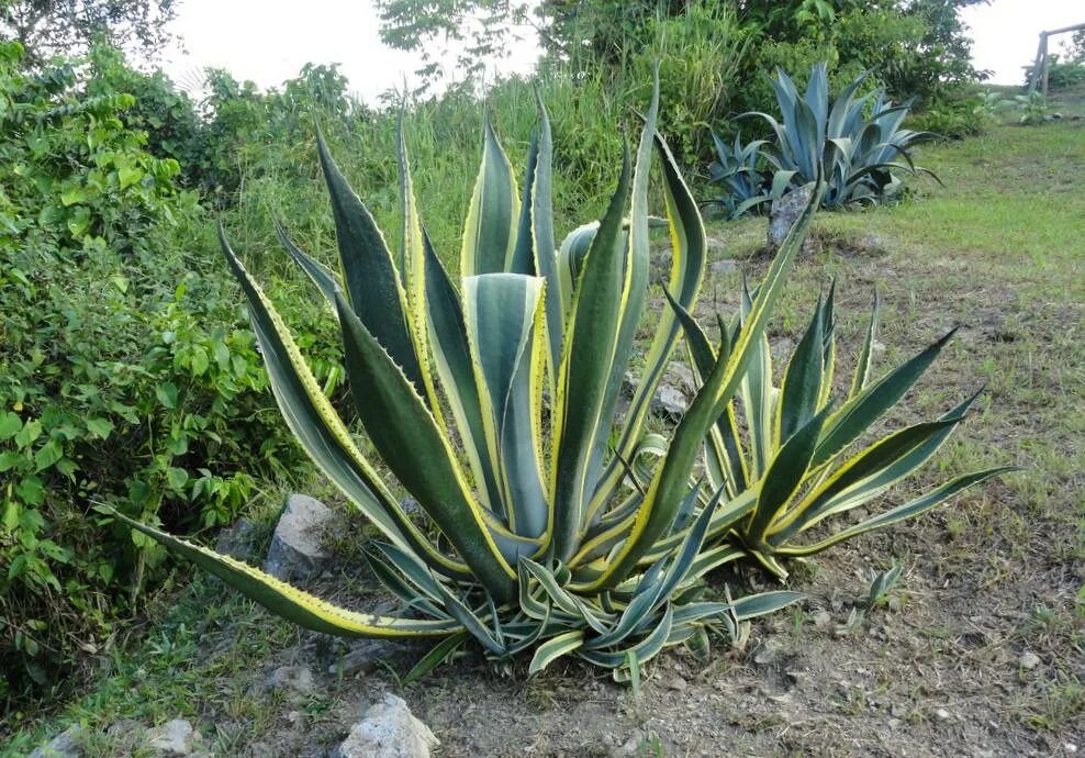 Агава адм. Агава американская маргината. агава королевская. agave angustifolia marginata. агава с желтыми полосками.