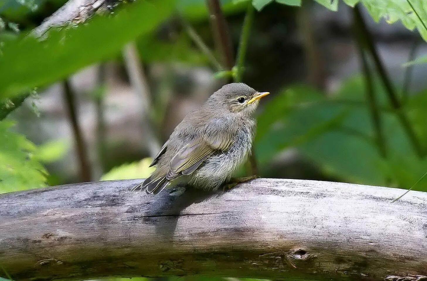 птенцы болотной камышевки. синичка лазоревка птенец. квезаль птица. пеночка трещотка, весничка теньковка. пеночка-весничка гнездо.