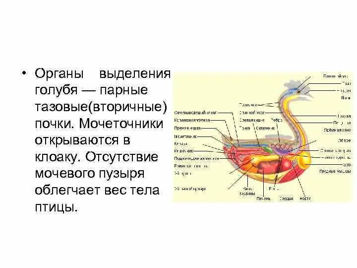 Выделительные органы у птиц. Выделительная система голубя. Мочевой пузырь у птиц. Органы выделения голубя.