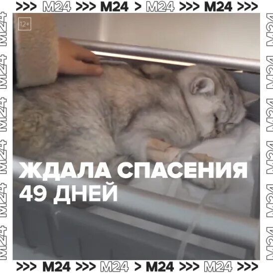 Ожидая спасения