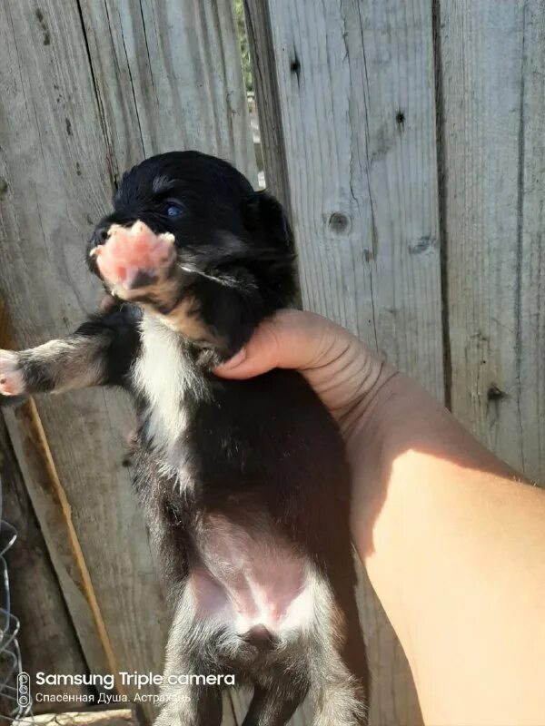спаси девочку. приютите меня. приют маленьких собак. астрахань собаки. приют спасенная душа астрахань.