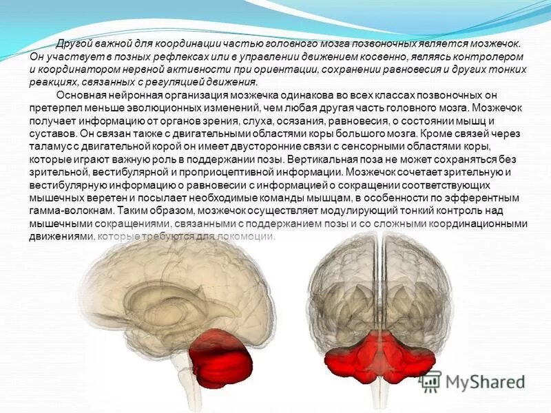 Задний мозг мост и мозжечок строение. Задний мозг анатомия цнс. Внешнее строение заднего мозга. Задний мозг мост и мозжечок. Мозжечок относится к головному мозгу.