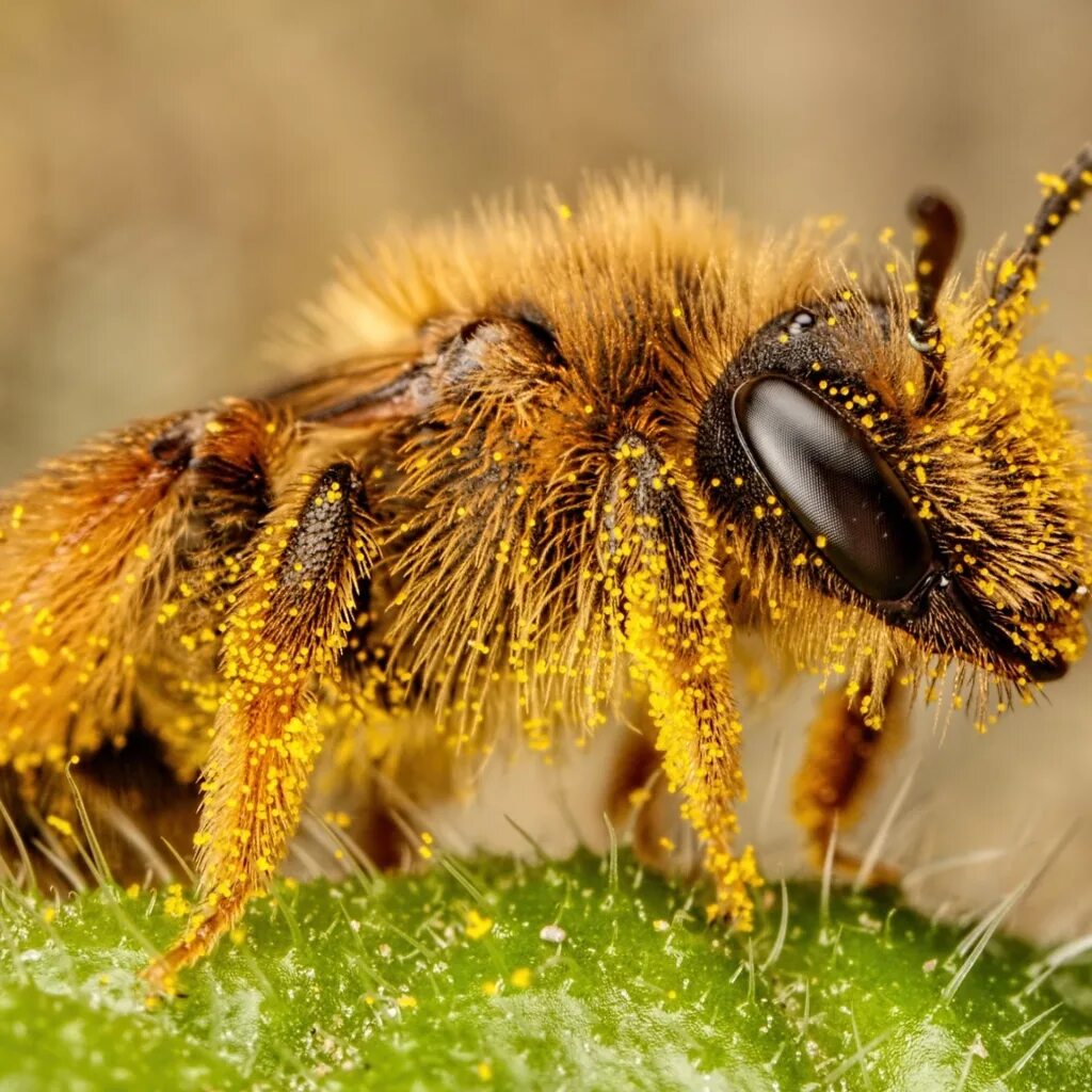 Окраска тела пчелы. Среднерусская медоносная пчела. Пчела Макросъёмка. Пчела листорез. Удивительные пчелы.