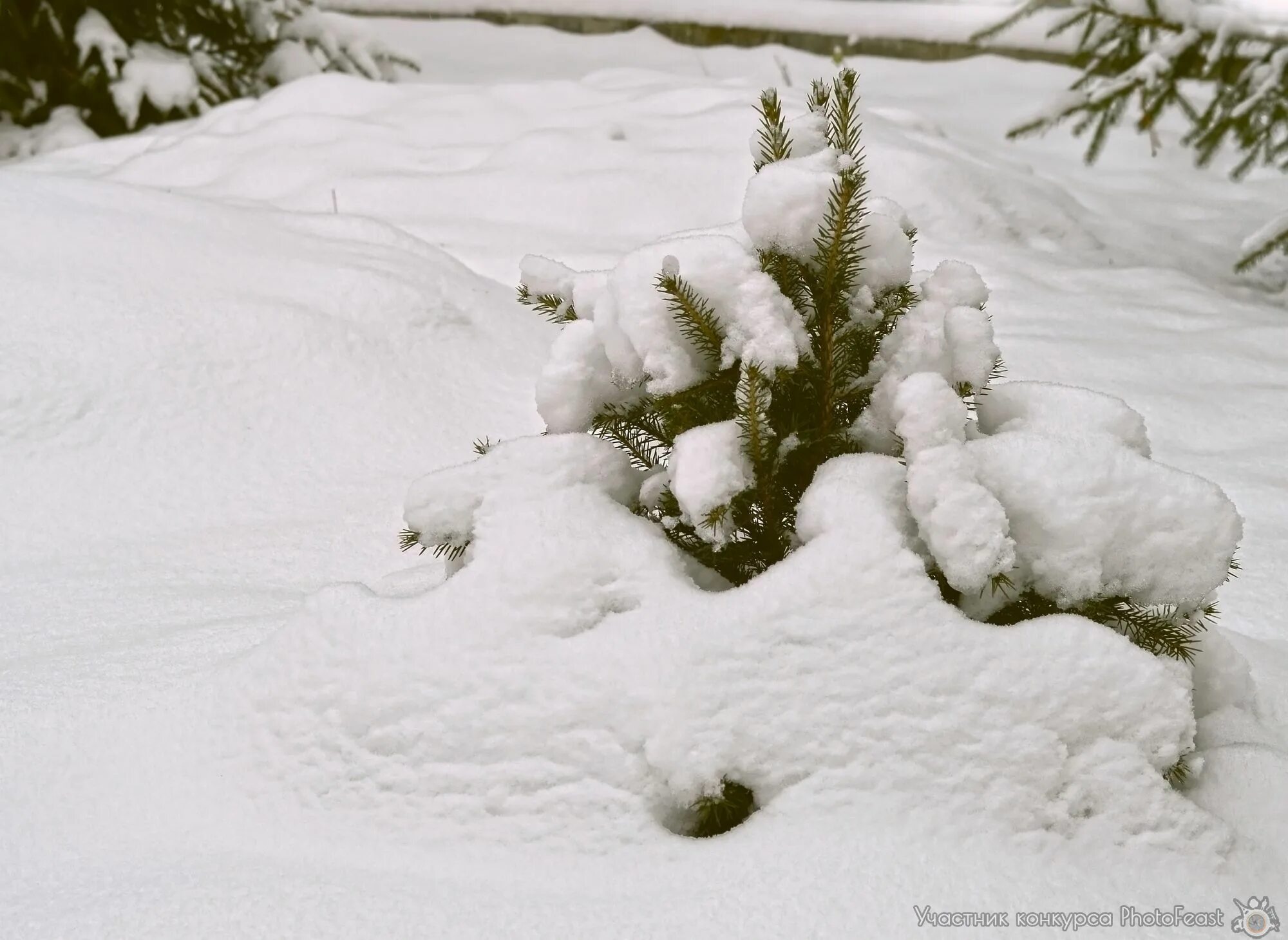 Где прячется снег. Маленькой ёлочке холодно зимой фото. Фотография ёлочке холодно зимой. Картинка маленькой елочке холодно зимой. В глубокий снег спрятались маленькие елочки.