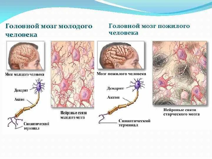 Структурные изменения мозга. Возрастные изменения стволовой части головного мозга. Возрастные изменения нервной системы человека. Изменение нервной системы в пожилом возрасте. Возрастные особенности нейронов.