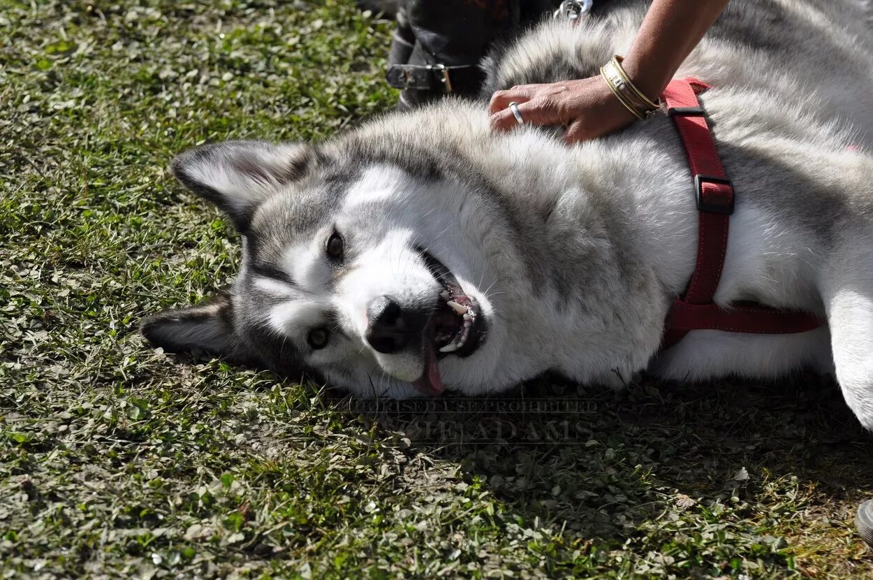 Алабай и хаски. Метис хаски алабай. Хаски алабай. Маламут алабай метис. Метис хаски алабай.