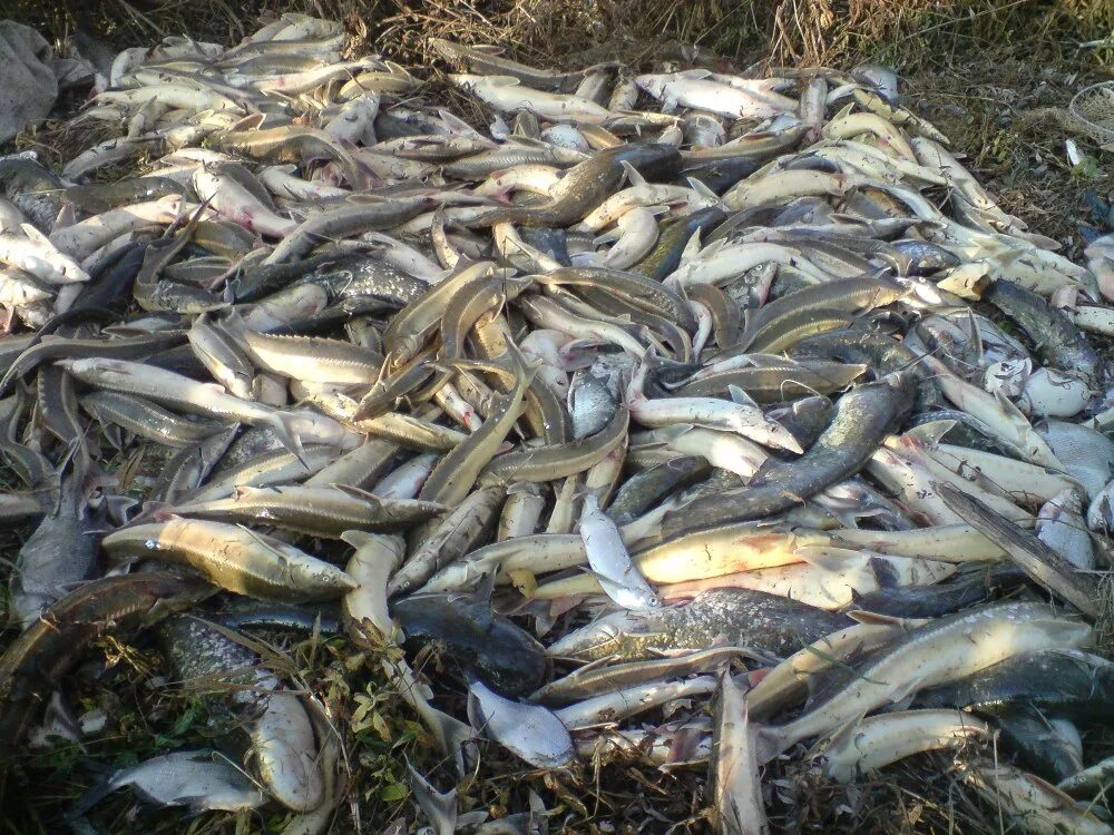 торговля живой рыбой на рынке. рыбы в водоеме. воронежский океанариум сити-парк "град". океанариум воронеж сити парк град фото. чебак рыба.