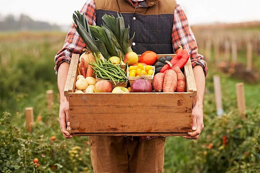 Фермерские продукты. Фермерские овощи. Сбор урожая. Овощи в руках.