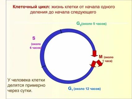 Жизненный цикл ткани