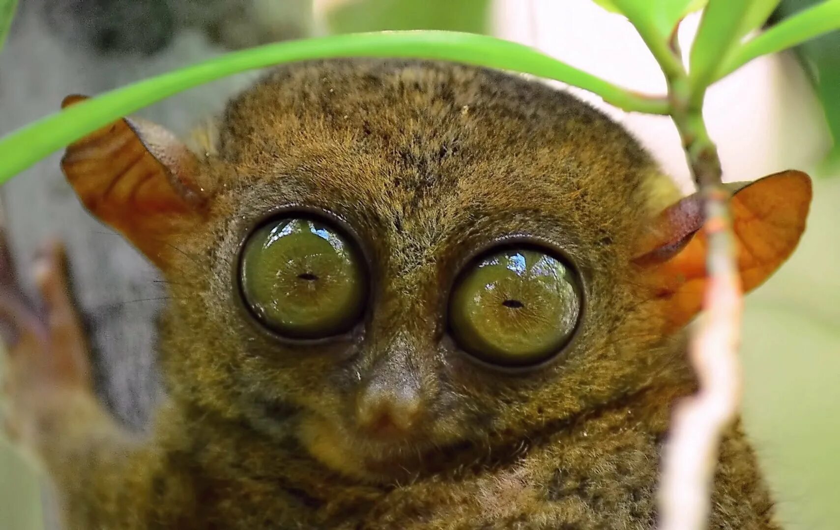 Кошка с красивыми глазами. Мадагаскарский долгопят лемур лори. Зверек с большими глазами. Необычные глаза животных. Глазища.