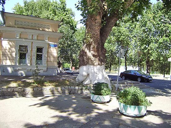 Платан чинара бесстыдница. Деревья в ташкенте чинар. Деревья в ташкенте чинар. Чинара магазин. Таксодиум мексиканский дерево.