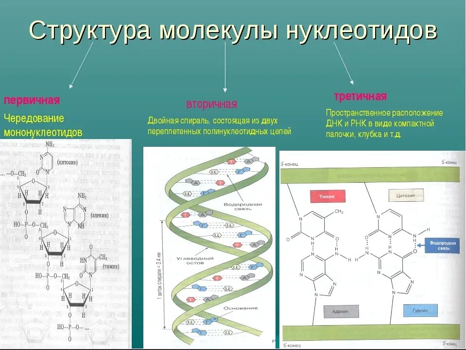 Виды молекул нуклеиновой кислоты днк. Первичная вторичная и третичная структура ДНК. Первичная и вторичная структура ДНК. Первичная структура нуклеотидов ДНК. Строение ДНК первичная вторичная.