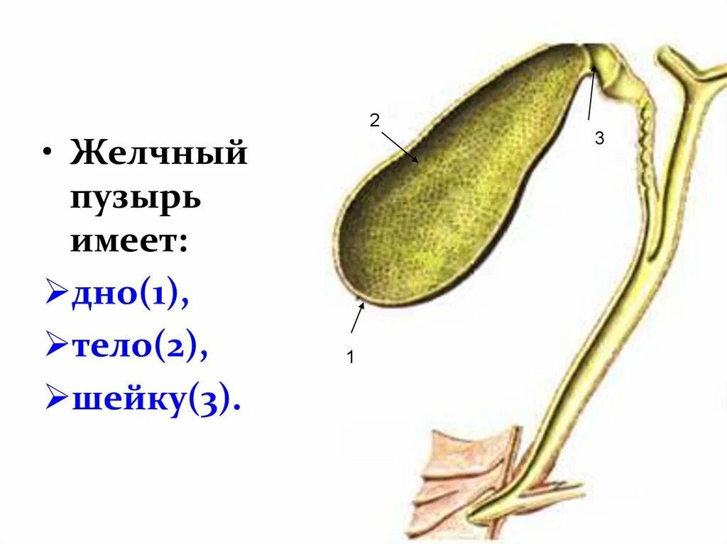 Желчный пузырь имеет