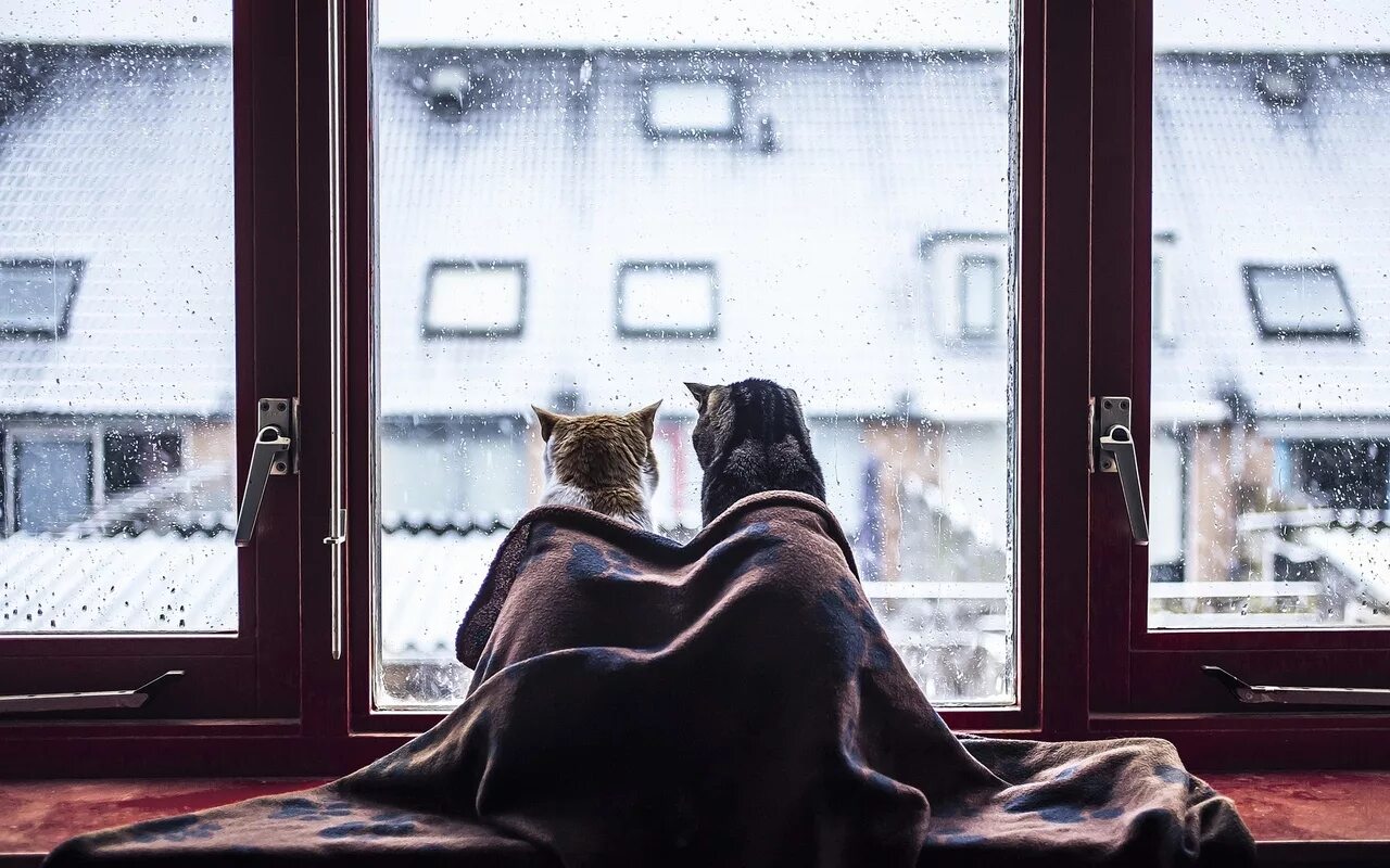 Холодно ночью утром. Коты на подоконнике. Котик у окна. Девушка на подоконнике в пледе. Кошка на окне.