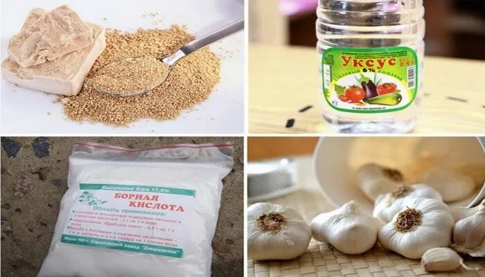 Запахи не любят муравьи