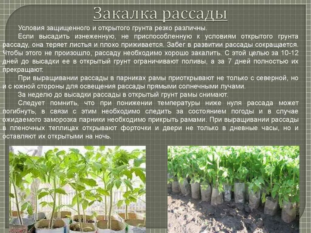 Закалка рассады. Закаливание рассады. Технология возделывания томата в защищенном грунте. Защищенный и открытый грунт.