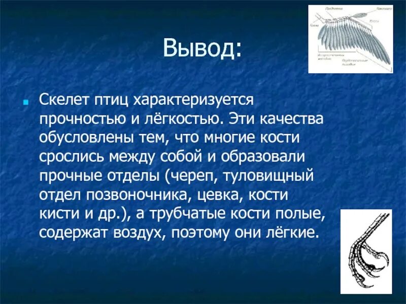 Вывод птицы 7 класс биология. Вывод о строении птиц. Вывод строение скелета птицы. Вывод на тему птицы.