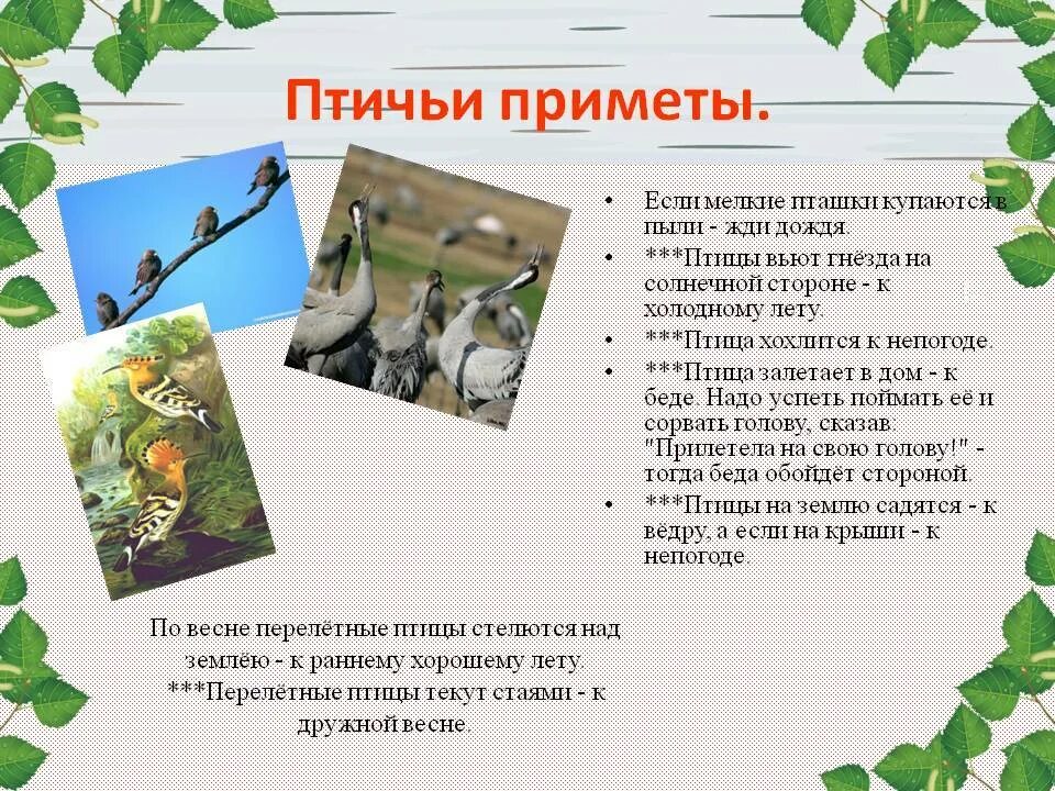Приметы в дом залетела. Птичьи приметы. приметы связанные с птицами. к народные птичьи приметы. народные приметы про птиц.