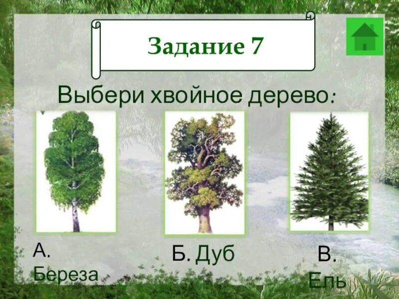 Карточка лиственные и хвойные деревья 2 класс. Хвойные деревья задания. хвойные деревья карточки. задание на тему лиственные и хвойные деревья. лиственные деревья задания.