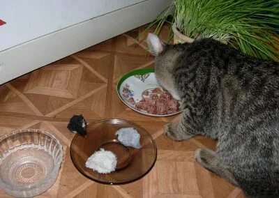 Можно котенку творог