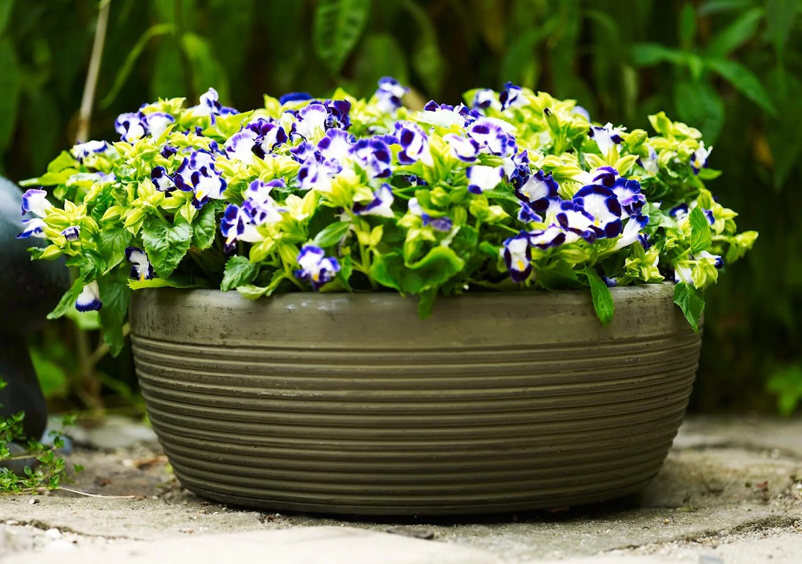 Торения цветы. Торения ампельная. Торения цветы. Торения каваи микс. Торения кауай микс.