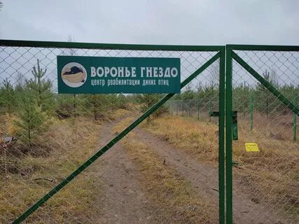 Воронье гнездо стерлитамак