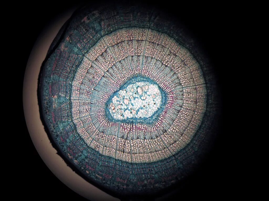 Поперечный срез корнеплода микроскоп. Поперечный срез стебля микроскоп. Поперечный срез стебля под микроскопом. Поперечный срез ДНК.