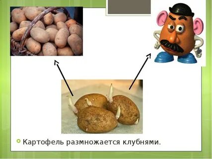 Как размножается картофель