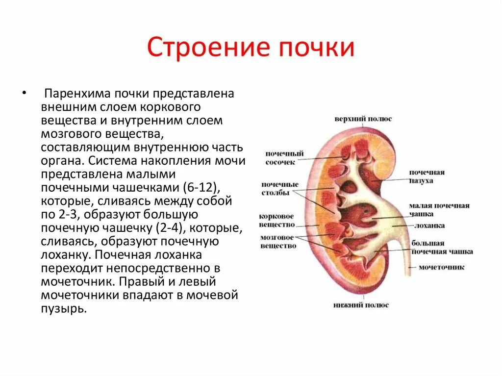 Строение почечной паренхимы. Структура паренхимы почки. Строение паренхимы почки анатомия. Средняя треть паренхимы почки. В чем особенность строения почечной лоханки