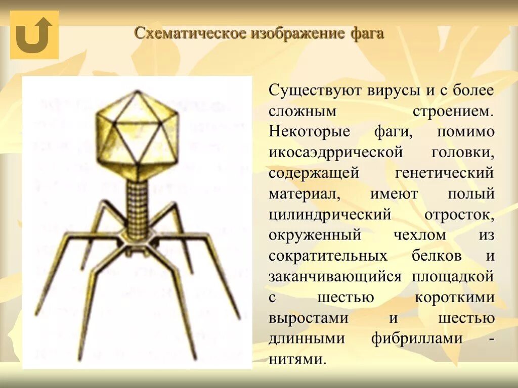 Наследственный аппарат бактериофага. Строение бактериофага. Вирус бактериофаг. Вирусы и фаги. Схематическое изображение фага.