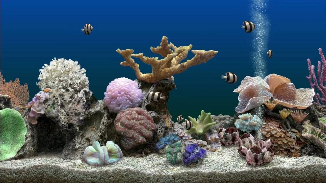 Marine aquarium. Морской аквариум. Аквариум 3д. Живые обои на рабочий стол аквариум. Скринсейвер.