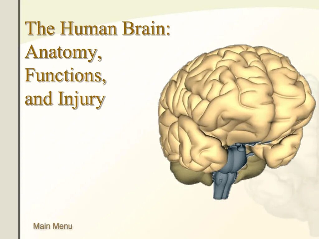 Мозг анатомия. Brain Anatomy and functions.