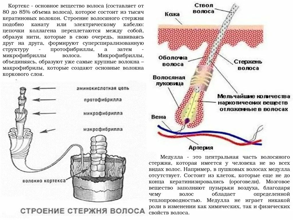 Структуры волокон кортекса волоса. Третий слой стержня волоса называется. Строение стержня волоса человека Кортекс. Строение волоса макрофибриллы. Кортекс волос