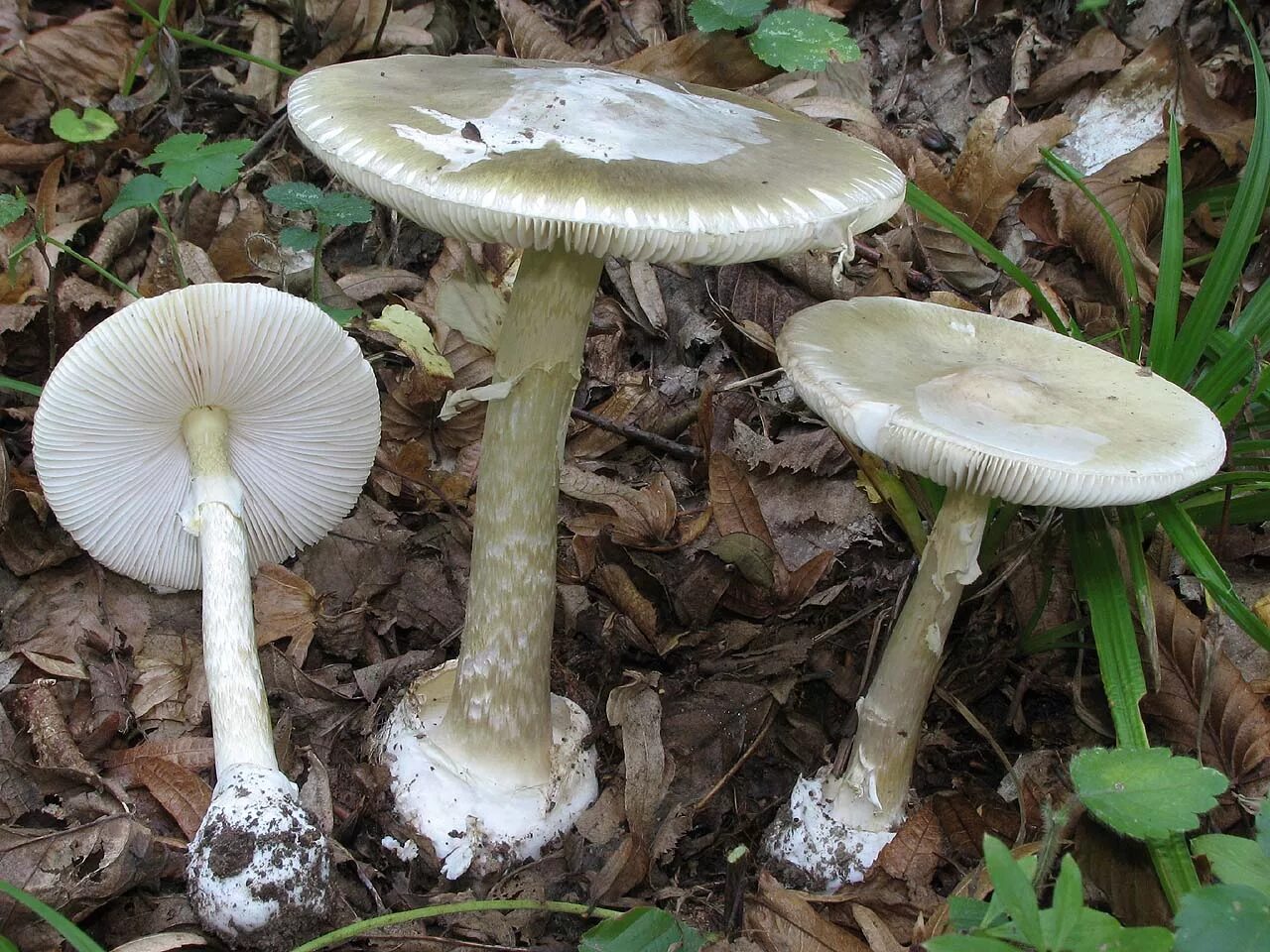 Бледная поганка (Amanita phalloides). Amanita phalloides гриб. Гриб зонтик поганка. Бледная поганка гриб фото. Растение поганка