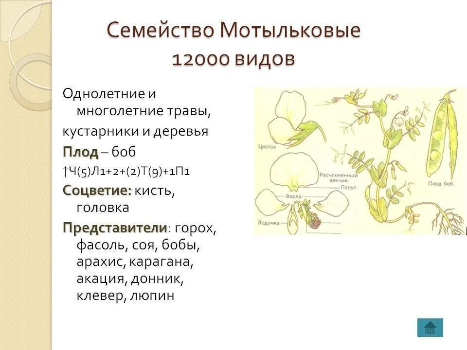 Жизненная форма бобовых