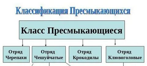 Заполните схему классификация рептилий