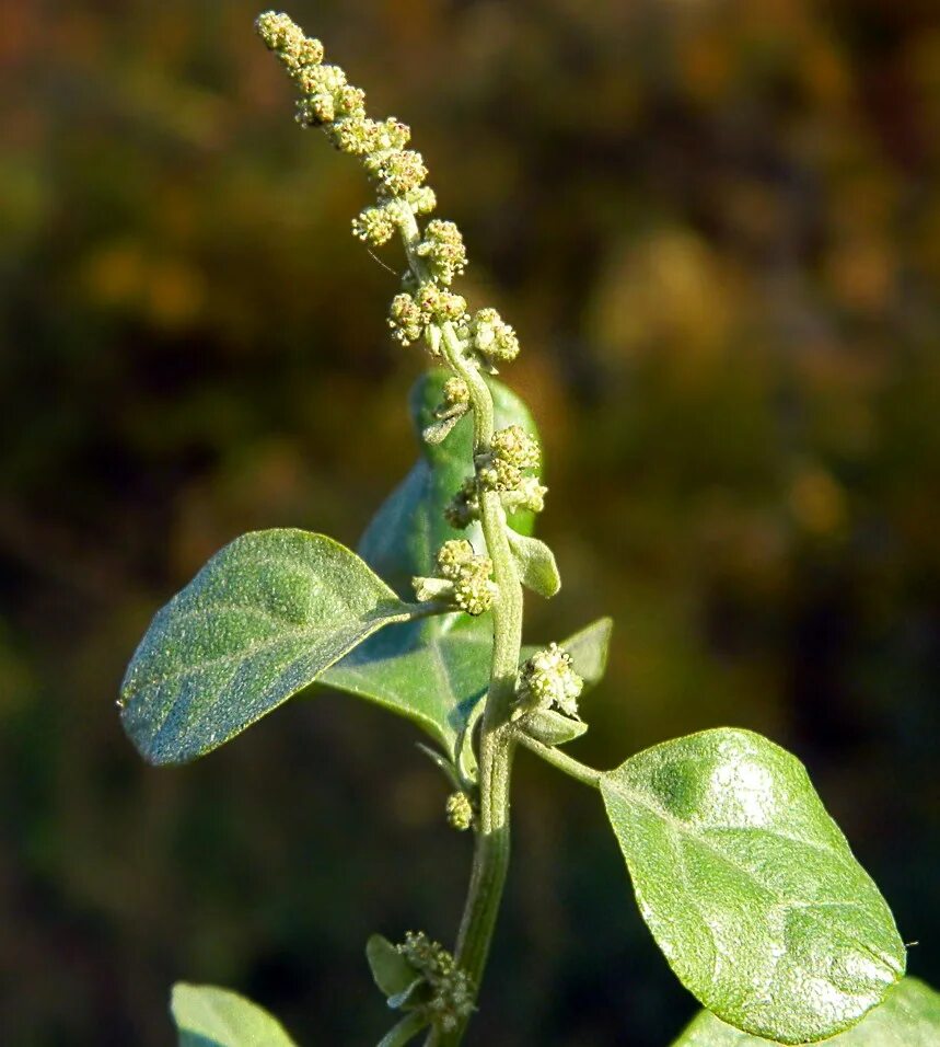 Лебеда (Atriplex). Лебеда копьелистная. Atriplex prostrata. Лебеда чечевицеобразная.