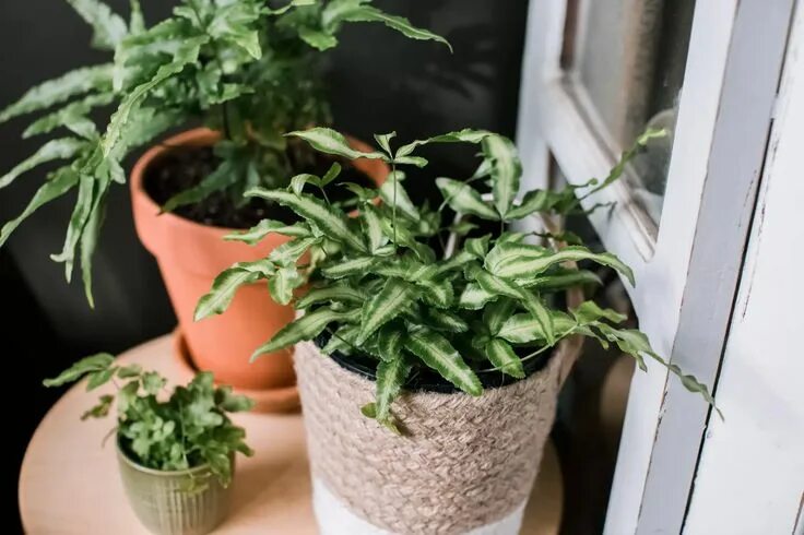 Комнатное растение Птерис (Pteris)